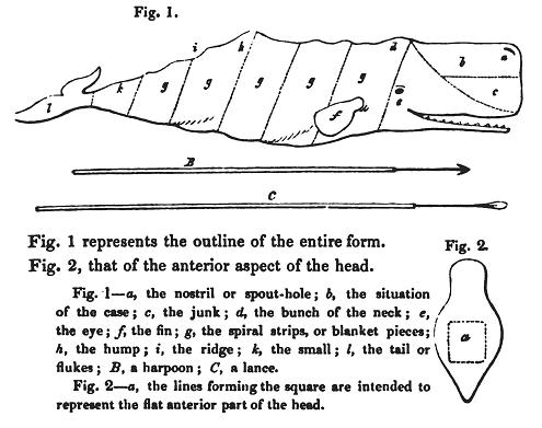 Beale: Diagram of Sperm Whale
